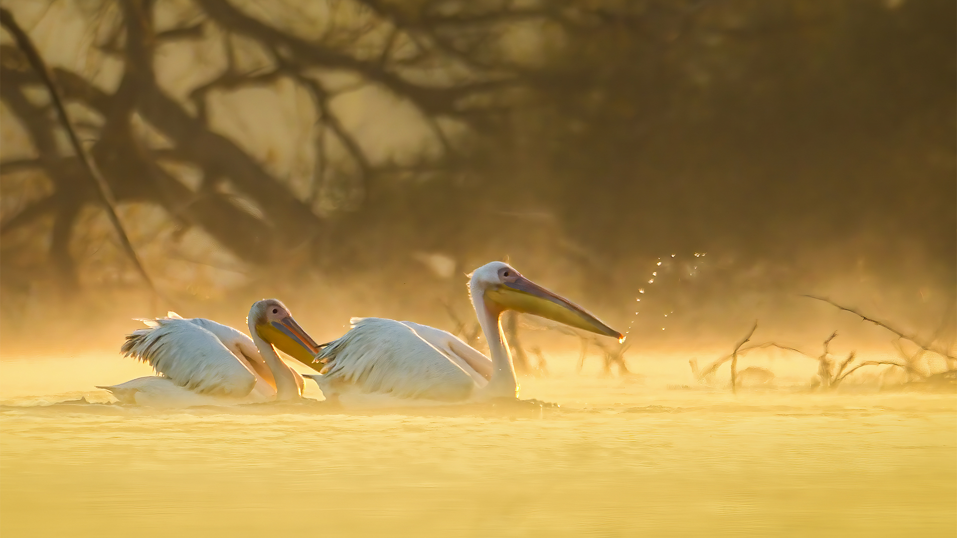 Golden hour magic witness the great white pelican in all its glory at Keoladeo National Park, India. © WWW.NEJIBAHMED.COM .jpg